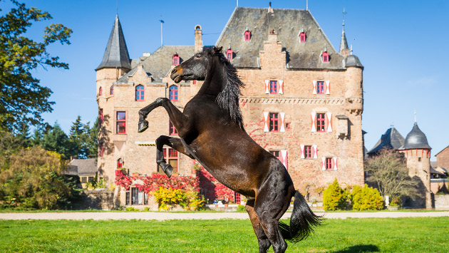 Alles rund um das Pferd und den Reitsport: Herbst- und Reitermarkt auf Burg Satzvey