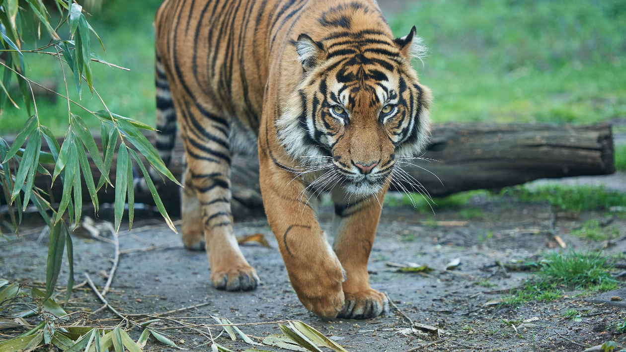 Sumatra-Tiger Leopold