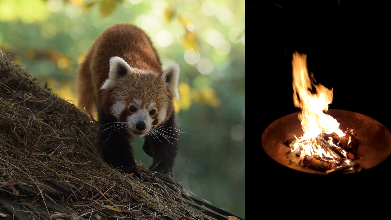 2 Fotos, auf dem linken ein Waschbär und auf dem rechten ein Lagerfeuer