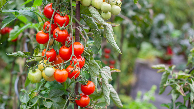 Frische Tomaten an einer Tomatenpflanze