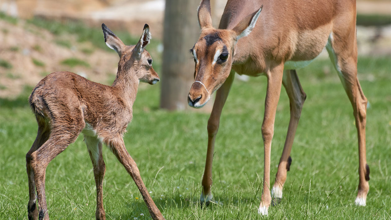 Impala-Antilope mit Jungtier